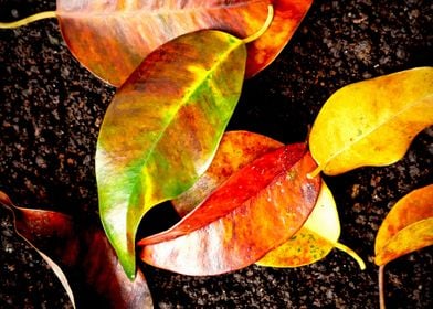 COLORFUL LEAVES