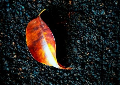 BRIGHT RED LEAF