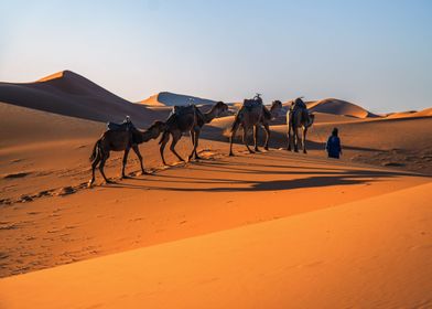 Camels on red sand dunes