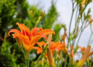 Orange flowers