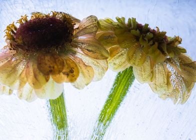 Zinnia elegans in ice 3