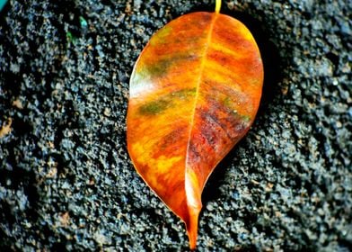 RED LEAF