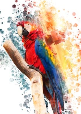 Macaw Spattered Painting