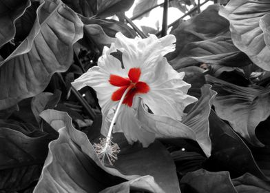 Cayenne flower