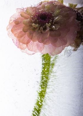 Zinnia elegans in ice 1