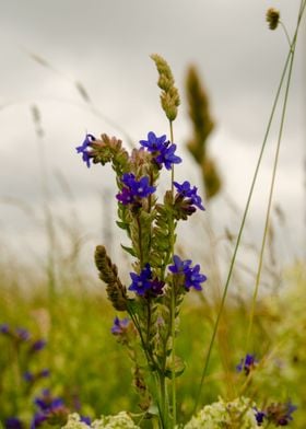 Blooming Hay field