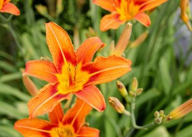 orange flower