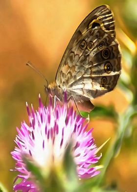 Wall Brown Butterfly 