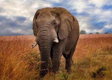 Wild elephant