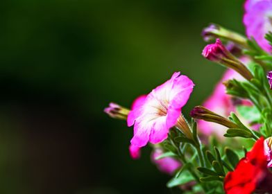 Pink And White Flowers