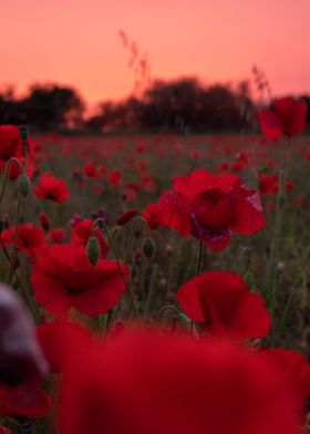 Pink Poppy Sunset