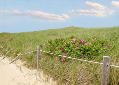 Beach Roses