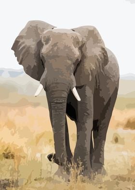 African Wild Elephant