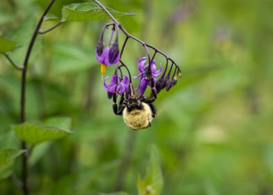 Bumblebee vs nightshade