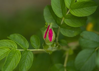 Pink flower pre bloom