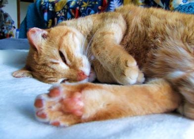 Sleepy Ginger cat