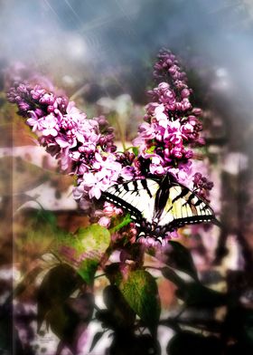Lilac and the Butterfly