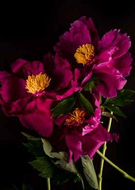 Pink peonies bouquet