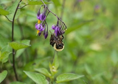 Bumblebee vs nightshade 2