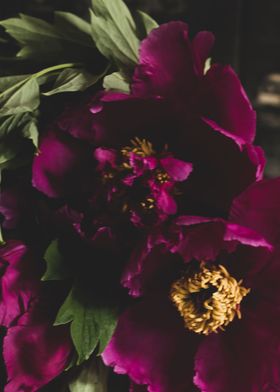 Pink peonies