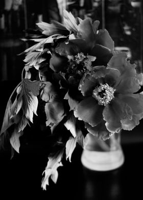 Black peonies