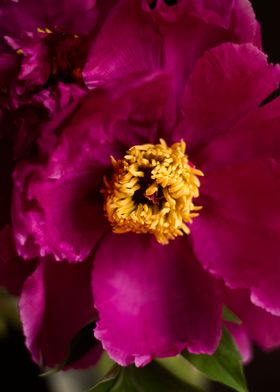 Pink peony 18