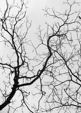 Brittle branches
