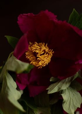 Pink peony 21