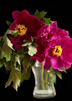 Peonies bouquet