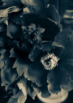 Black peonies