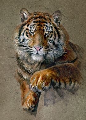 Tiger watercolor brown