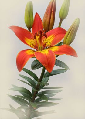 Lily Flower