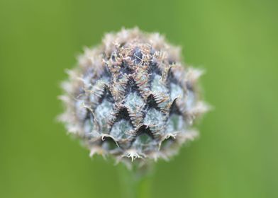 Flower in the mist