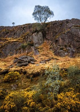 Tree and Rock