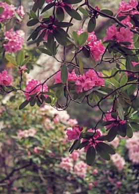 Rhododendrons II