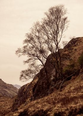 Tree and Rock