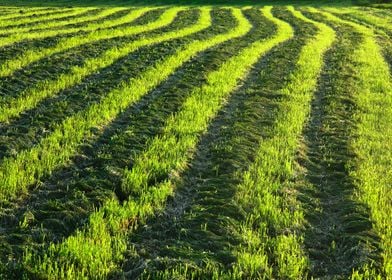 Backlit farmland