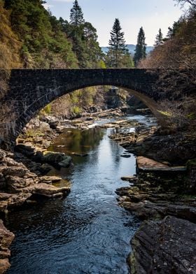 Scottish Woodland