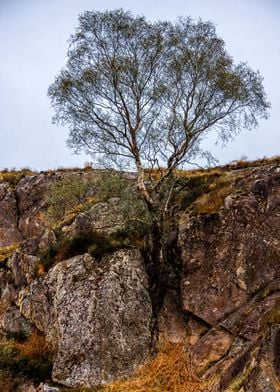 Tree and Rock