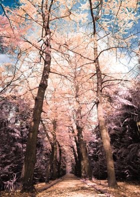 Ginkgo biloba trees