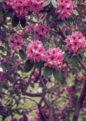 Rhododendrons I