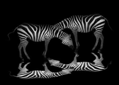 Zebras 