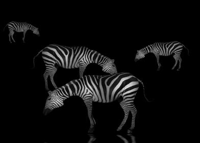 Zebras