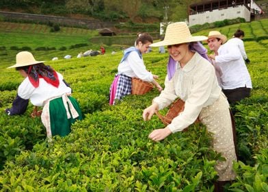 Porto Formoso tea gardens