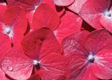 Hydrangea closeup