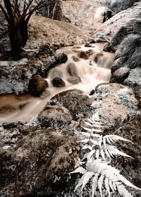 Small creek in the forest