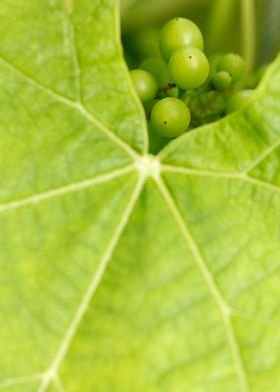 Maturing wine grapes