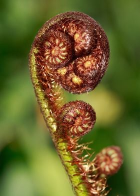 Fern buds