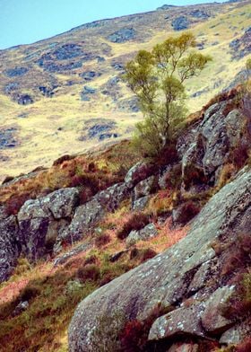 Tree and Rock