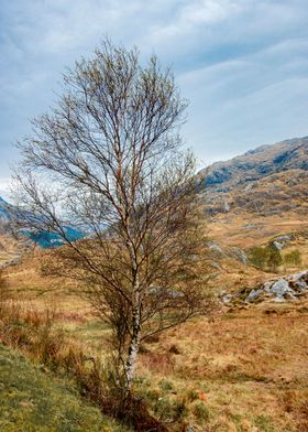 Tree and Rock